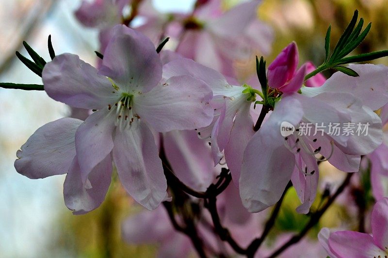 杜鹃花/皇家杜鹃花